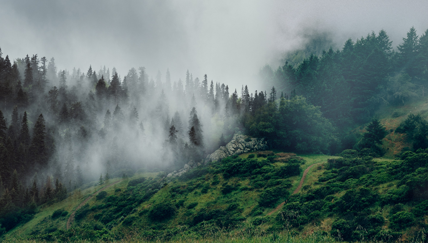 berg, nebel, tannenwald, sankt georgen, aufstieg,  