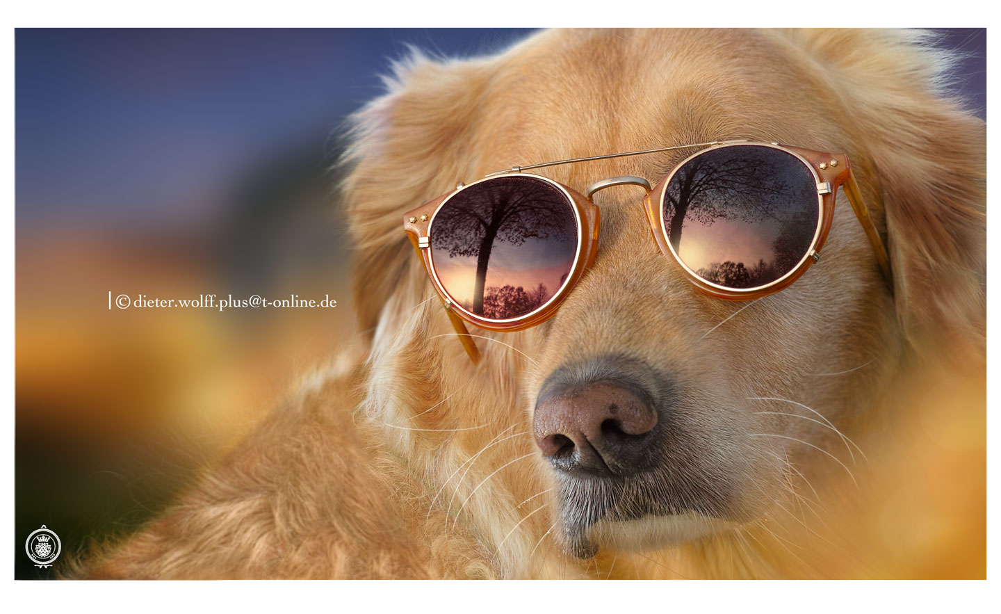 Hund-mit-Sonnenbrille